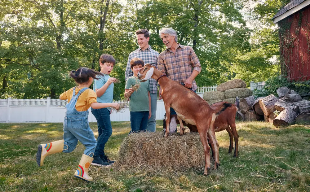 Kids feeding goat as parents look on with amusement