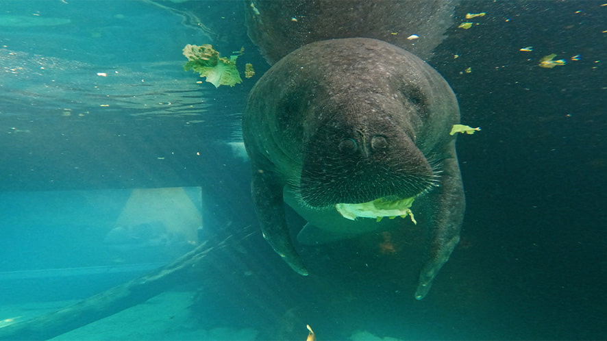 A picture of a manatee underwater.