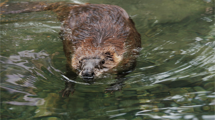A picture of a beaver swimming.